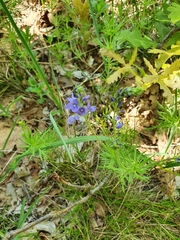 Veronica austriaca jacquinii