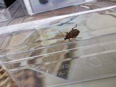 Otiorhynchus sulcatus