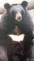 Ursus thibetanus