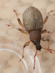 Otiorhynchus sulcatus