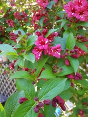 Weigela floribunda