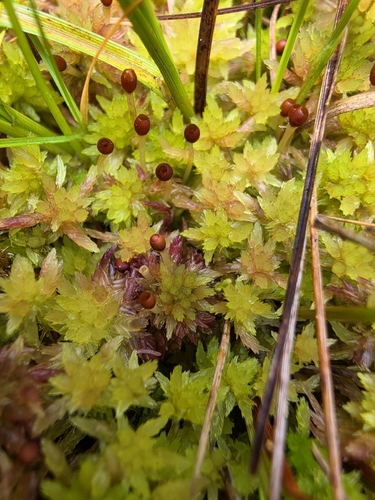 Sphagnum molle observed 2026-08-16