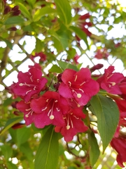 Weigela floribunda