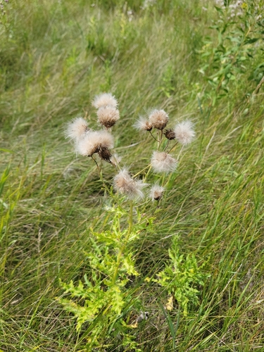 creeping thistle