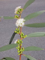 Eucalyptus gregsoniana