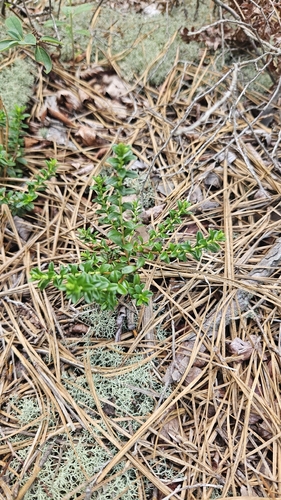Kalmia buxifolia, photograph 1