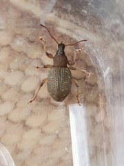 Otiorhynchus sulcatus