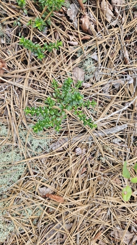 Kalmia buxifolia, photograph 2