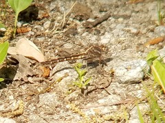 Phanogomphus lividus