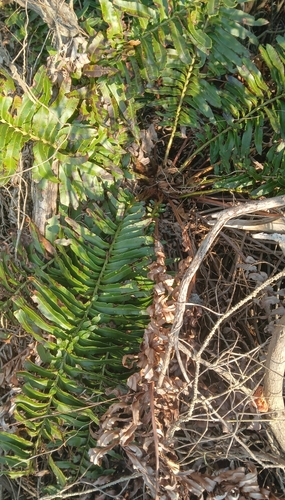 Lomariocycas schomburgkii