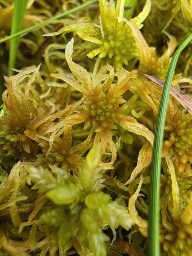 Sphagnum flexuosum observed 2026-08-16