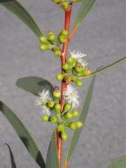 Eucalyptus gregsoniana