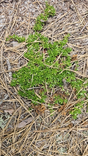 Pyxidanthera barbulata