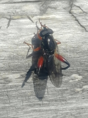 Chalcosyrphus