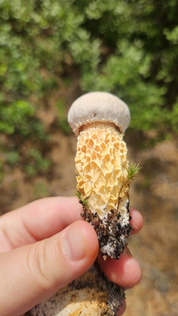 white coarsely-ribbed bolete · August 2026 · photo: Photo: (c) Sam Bucciarelli, some rights reserved (CC BY) · iNaturalist