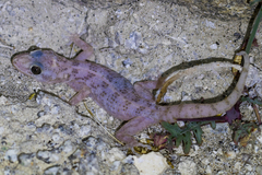 Phyllodactylus nocticolus