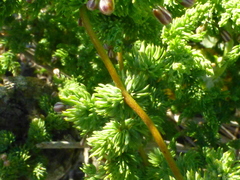 Asparagus fasciculatus