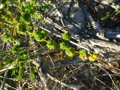 Asparagus fasciculatus