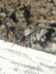 Chalcosyrphus