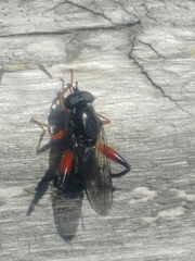 Chalcosyrphus