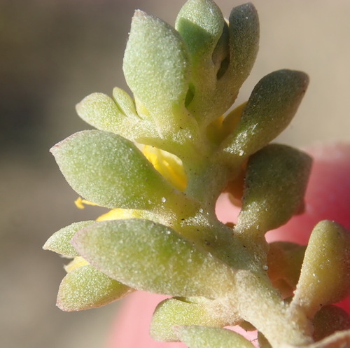 Image of Aizoon rigidum by (c) Nicola van Berkel, some rights reserved (CC BY-SA)