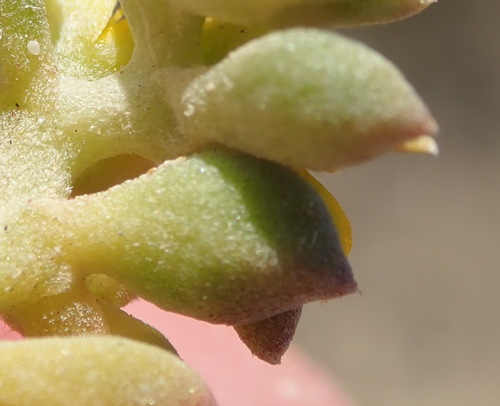 Image of Aizoon rigidum by (c) Nicola van Berkel, some rights reserved (CC BY-SA)