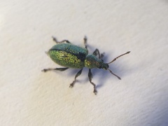 Phyllobius betulinus