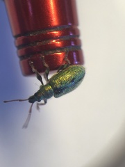 Phyllobius betulinus