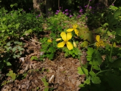Chelidonium majus