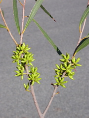 Eucalyptus moorei serpentinicola