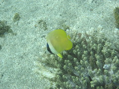 Chaetodon kleinii