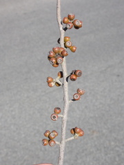 Eucalyptus moorei serpentinicola