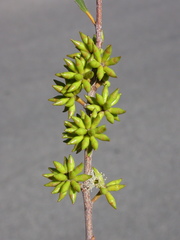 Eucalyptus moorei serpentinicola