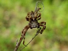 Acanthepeira