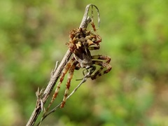 Acanthepeira