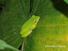 Zhangixalus prasinatus