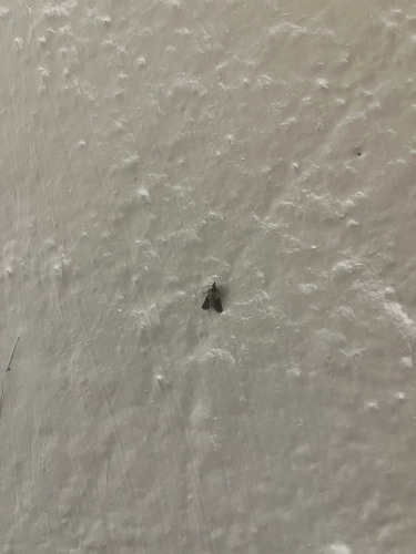 Indian-Meal Moth