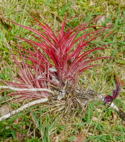 Tillandsia brachycaulos, photograph 2
