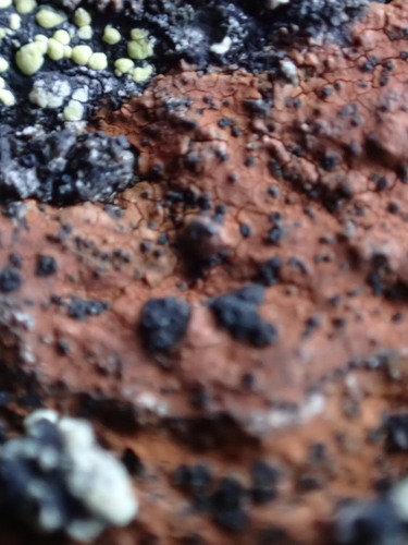 Rusty-rock Lichen