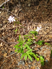 Cardamine bulbifera