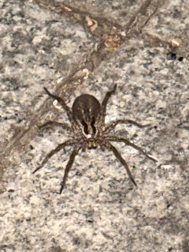 Radiated Wolf Spider