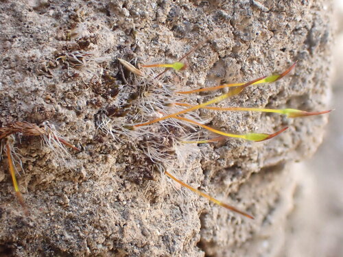 Crossidium squamiferum observed 2025-03-18