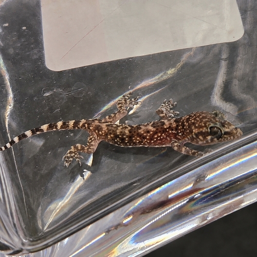 Mediterranean House Gecko