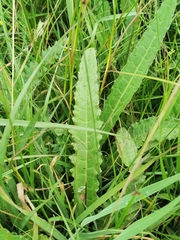 Cirsium dissectum