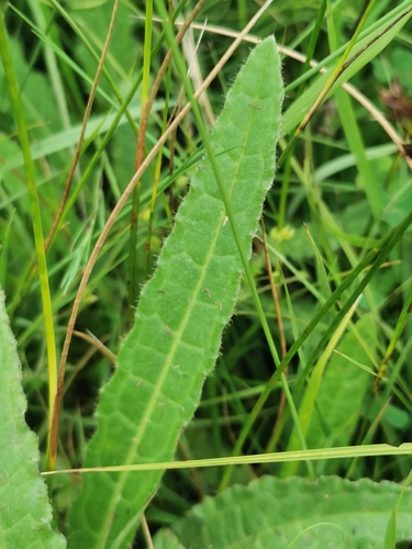 Cirsium dissectum, photograph 2
