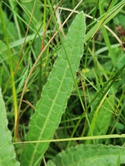author not stated, no rights reserved Cirsium dissectum, photograph author not stated, no rights reserved