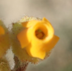 Hermannia decumbens