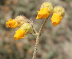 Hermannia decumbens