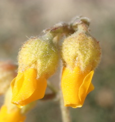 Hermannia decumbens