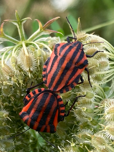 Continental Striped Shield Bug